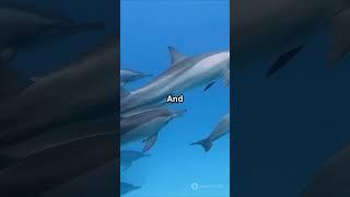 Unveiling Nature's Mysteries: Wildlife Wonders #animals #facts