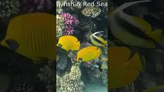 Bluecheek butterflyfish pair & Red sea banner fish pair over Smooth cauliflower corals @RedSeaBit