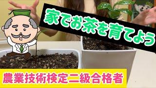 お茶の木の育て方！【日本茶】家庭菜園は日本茶で決まり！【チャノキ】