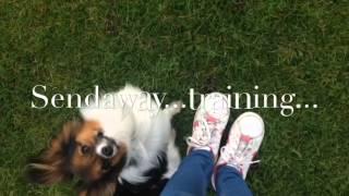 Papillon dog puppy - obedience training