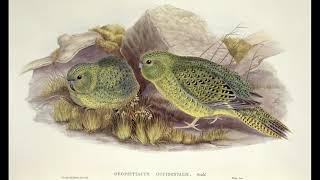 The Night Parrot with naturalist, John Young