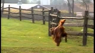 Irish Setter - AKC Dog Breed Series