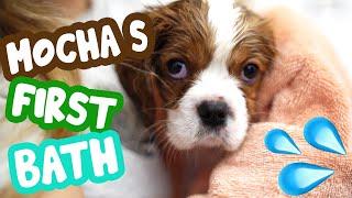 MOCHA’S FIRST BATH  رفتیم آب بازی