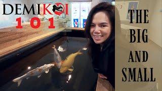 Koi 101: The Big and The Small Introduction