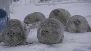 A Blubbering Bouncing Seal Collection