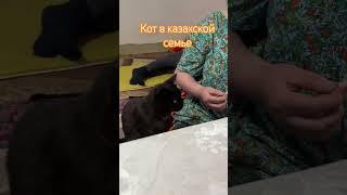 Кот Норка домашний любимчик #собака #кот #домашниеживотные #норка #котказах