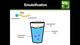 Emulsification of Lipids (Fats) - See it happen!