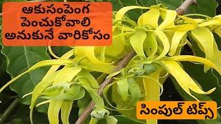 How to grow Aaku Sampangi/Champak (అన్ని సంపెంగల్లోను ఆకుసంపెంగ ది బెస్ట్ ఎందువల్లో..చూడండి.)