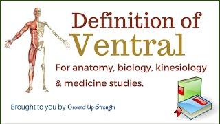 Ventral Definition (Anatomy, Biology, Kinesiology, Medicine)