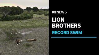 African lions make record-breaking swim in crocodile-infested waters | ABC NEWS
