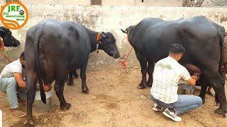 Full Milking of 5 Star - Murrah Buffaloes @Jind(Ram Niwas Ji 94668-37502).