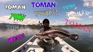 Toman Toman Toman Toman Toman Toman Toman Toman | Malaysia Giant Snakehead Fishing