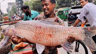 Giant 19 KG Huge Carp Fish Cutting Live In BD Fish Market | Biggest Fish Cutting Skills