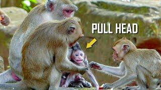 Million Pity! Newborn baby monkey Jody cry scared went big brat pull his head so hard