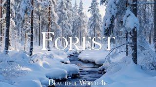 Forest in Winter 4K Amazing Aerial Film - Peaceful Piano Music - Amazing Nature