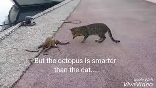 Cute friendship of a Cat with An Octopus...