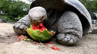 Galapagos Tortoise Can't Get Enough Watermelon