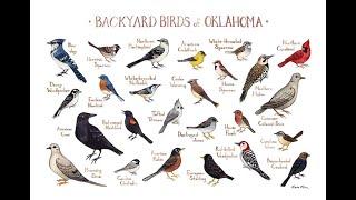 Oklahoma Birds Singing After Rain (11 Minutes)