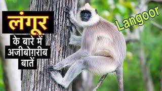 लंगूर के बारे में 22 रोचक तथ्य || Interesting facts about Langoor in Hindi