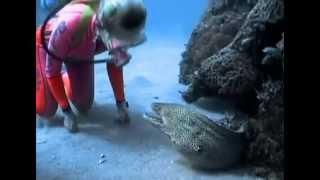 Valerie Taylor Befriends a Spotted Moray Eel