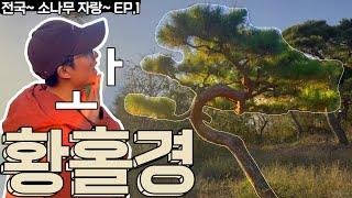 대표님이 뽑은 최고의 소나무  5개!? ㅣ 전국~ 소나무 자랑~ EP.1