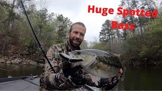 Catching HUGE spotted bass on secret swimbait Lewis Smith Lake!!! Lucas Black Bass Fishing