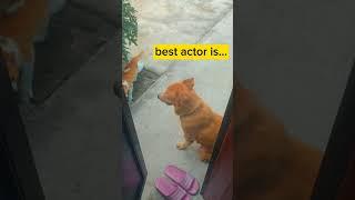 Cat and Dog are Good Actors #pets  #shorts #catanddog