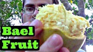 Bael Fruit Review ( Aegle marmelos) - Weird Fruit Explorer Ep. 158