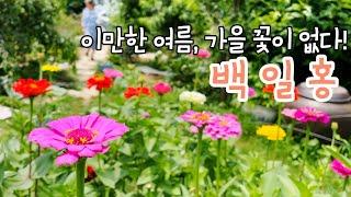  백일홍 흔하다고 무시하면 큰 코 다칩니다! ‍️‍️ 2천원 짜리 꽃씨 뿌려 아름다운 화단 만들기 