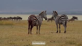 A wounded Zebra  walking away after escaping a lion attack at the Ngorongoro crater.