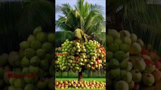 Coconut Trees: The Ultimate Gardening Guide