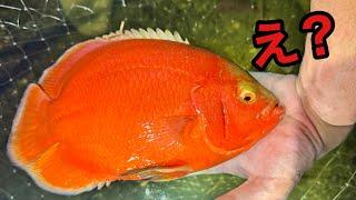 住宅街のドブ川にやばい魚がいた件について