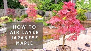 How to Air Layer a Japanese Maple