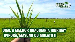 Qual a melhor Braquiária hibrida? Ipiporã, Mavuno ou Mulato II