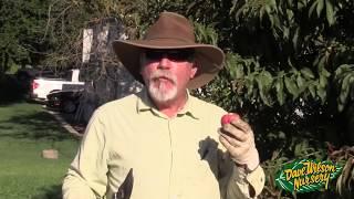 Summer Pruning Fruit Trees