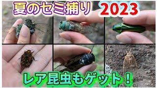 【ミカドミンミン】夏のセミ捕り2023　レア昆虫も捕獲！