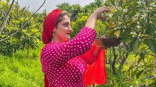 Iran Village life | Cooking orange blossom jam by village girl