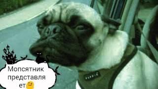 Прикольные мопсы