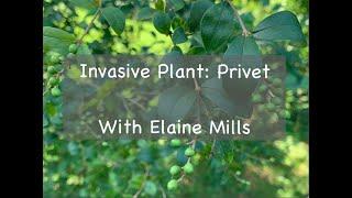 Invasive Plant: Privet