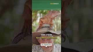 Домашняя ящерица