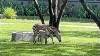 Disney World’s New Baby Zebra  Kidani Village Savana Animal Kingdom Lodge |Walt DisneyWorld|7/21/24