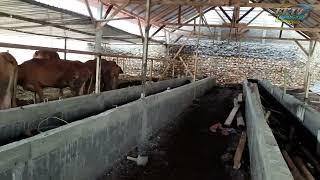 PEMBUATAN PALUNGAN SAPI UNTUK PETERNAKAN HARI FARM