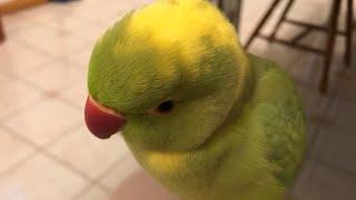 Talking Ringneck Parrot Ricco Says “You Wanna Cuddle Cuddle” in the cutest way 