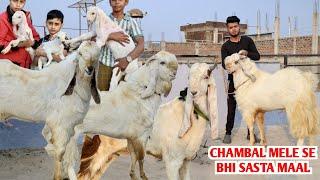 Chambal Mela Se Bhi Sasta Maal At Zeeshan Goat’s