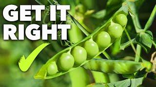 Peas Growing Masterclass: Grow the Sweetest Garden Peas Ever