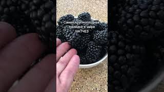 Огромная ежевика! Сорт НАТЧЕЗ. #ежевика #ягода