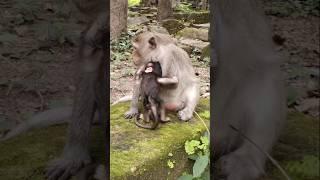 block milk push Up anxiously lovely baby monkey  Elena #babymonkey #baby #monkey