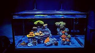 How to set up a Saltwater Reef Aquarium for beginners 2021