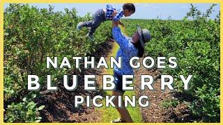 Southern Hills Farms: Your Ultimate Destination for Blueberry Picking in Clermont, Florida