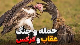 زور کدوم بیشتره ؟ کرکس یا عقاب ؟ | نبرد آسمانی : مقایسه عقاب و کرکس